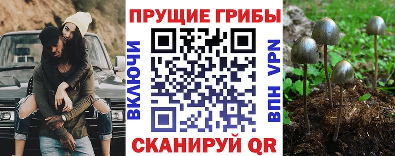 Псилоцибиновые грибы мухоморы  где продают   Петровск-Забайкальский 